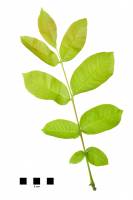 Noyer - feuille sur fond blanc (Juglans regia)